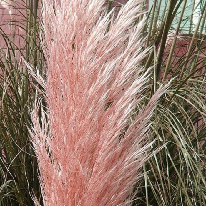 Cortaderia selloana 'Rosea' - Iarbă de pampas roz [3]