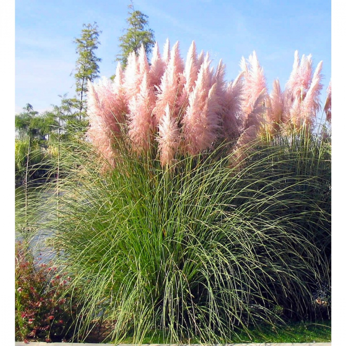 Cortaderia selloana 'Rosea' - Iarbă de pampas roz [2]