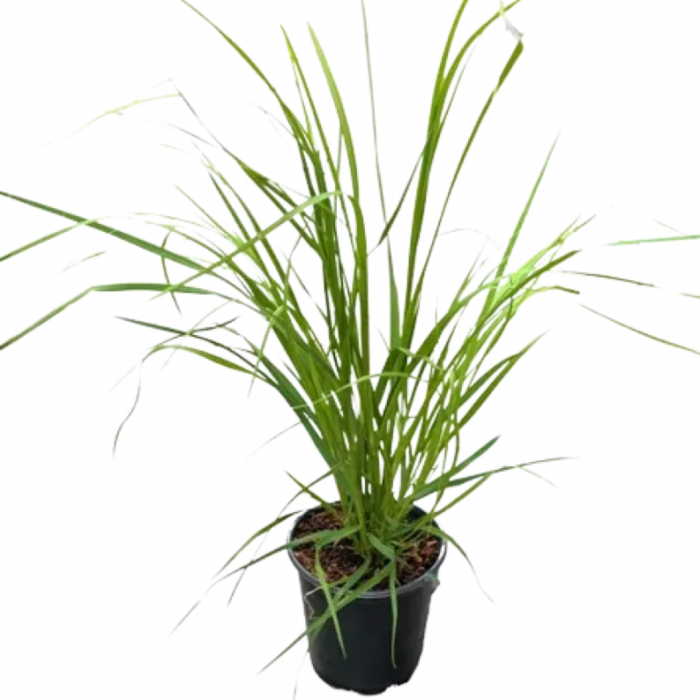 Cortaderia selloana (Gynerium argenteum) - Iarbă de pampas albă [2]