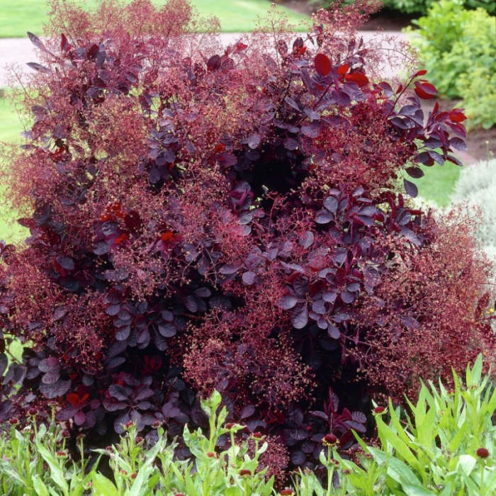 Cotinus coggygria 'Royal Purple' - Scumpie roșie [2]