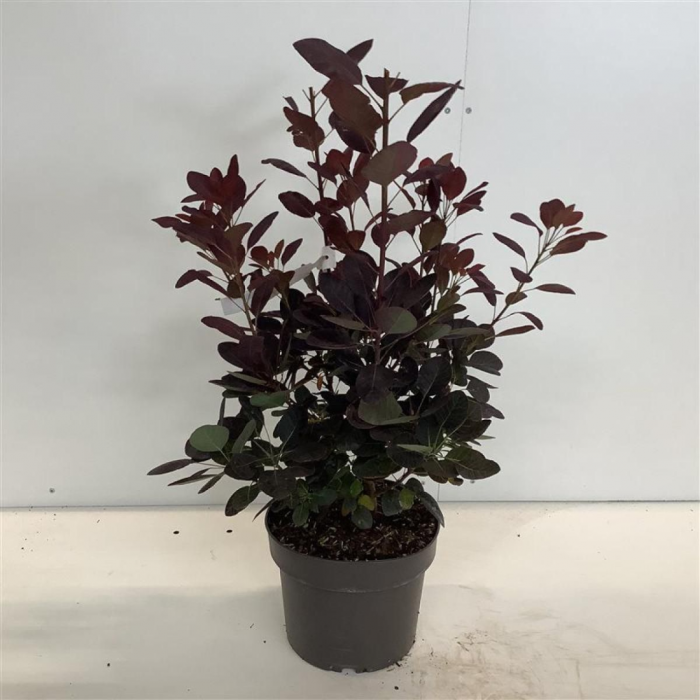 Cotinus coggygria 'Royal Purple' - Scumpie roșie [3]
