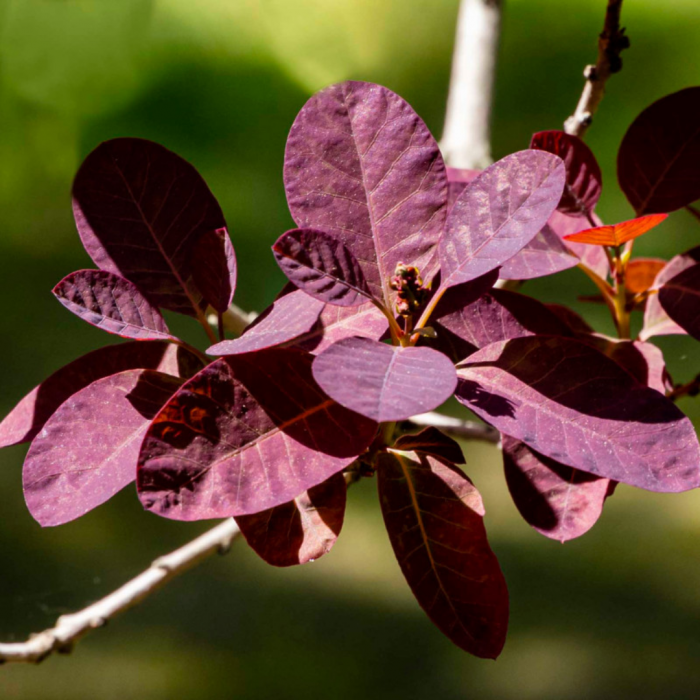 Cotinus coggygria 'Royal Purple' - Scumpie roșie [1]