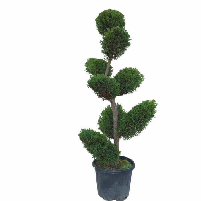 Cupressocyparis leylandii Bonsai - Chiparos leylandii  tip bonsai [3]