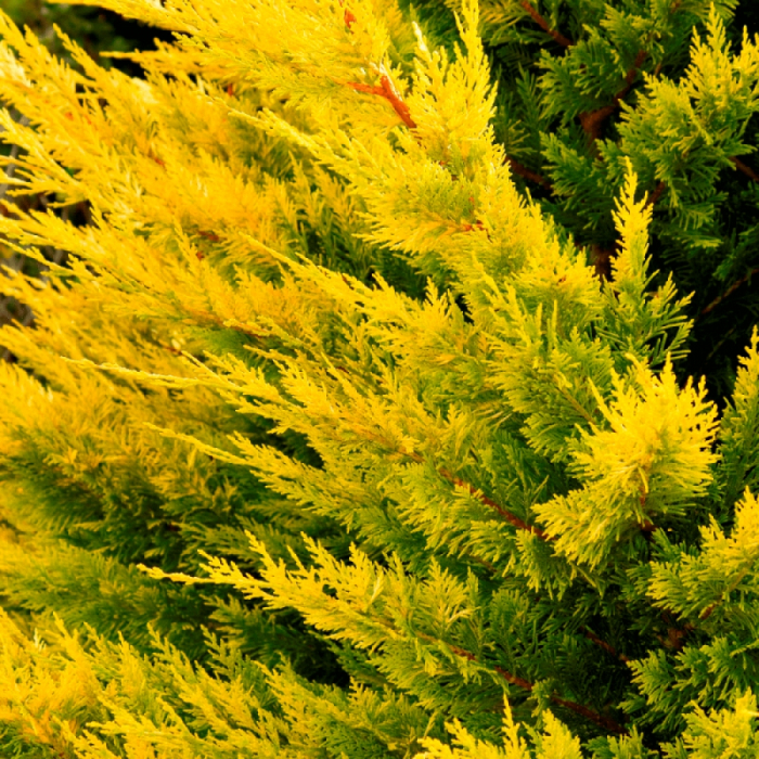 Cupressocyparis leylandii 'Gold Rider'  mini alberetto - Chiparos leylandii auriu / 'Gold Rider' - altoit pe trunchi [2]