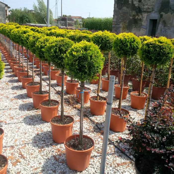 Cupressocyparis leylandii 'Gold Rider'  mini alberetto - Chiparos leylandii auriu / 'Gold Rider' - altoit pe trunchi [3]