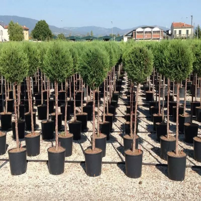Cupressocyparis leylandii 'Pyramidalis' mini alberetto – Chiparos leylandii piramidal altoit pe trunchi [3]