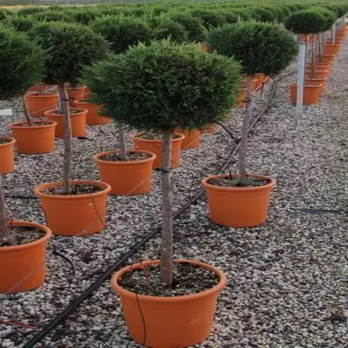 Cupressocyparis leylandii 'Pyramidalis' mini alberetto – Chiparos leylandii piramidal altoit pe trunchi [2]