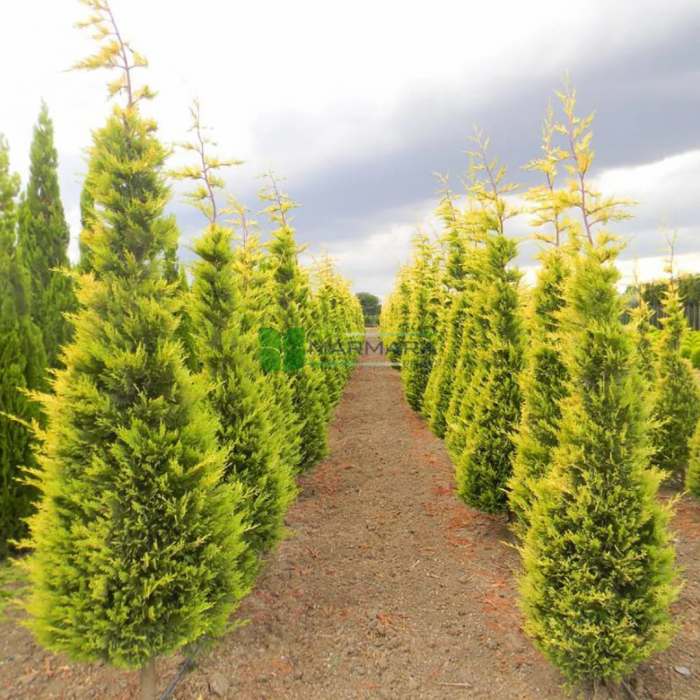 Cupressocyparis leylandii 'Pyramidalis Aurea' - Chiparos leylandii - piramidal auriu [1]