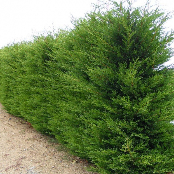 Cupressocyparis leylandii  'Pyramidalis' - Chiparos leylandii piramidală - 175/200cm [2]