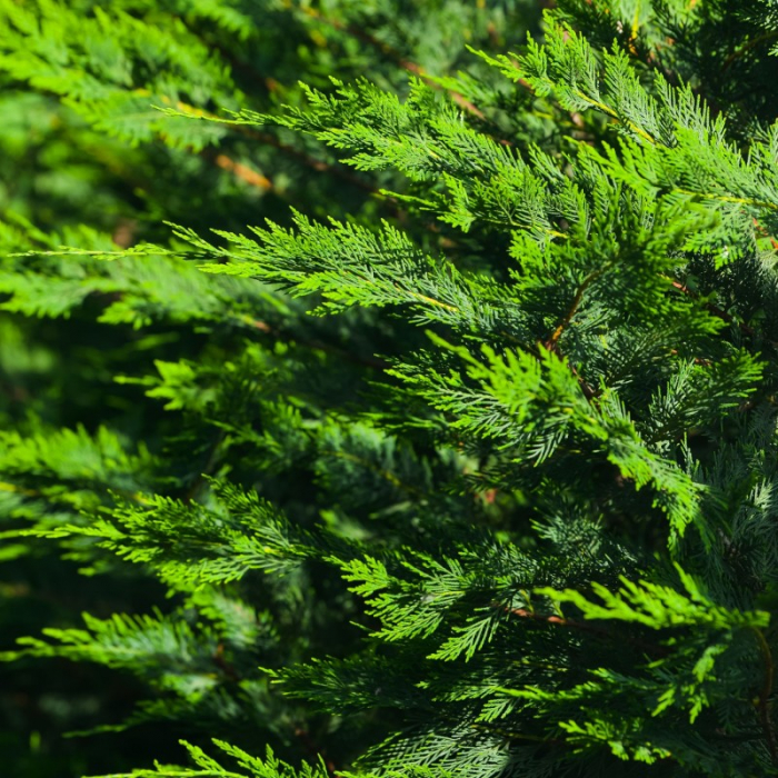 Cupressocyparis leylandii 'Pyramidalis' spiral - Chiparos  leylandii 'Pyramidalis' - tuns spiral [2]