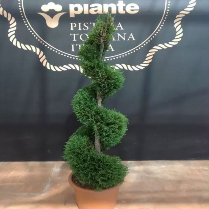 Cupressocyparis leylandii 'Castlewelland Gold' spiral  – Chiparos leylandii 'Castlewelland Gold'  tuns spiral [3]