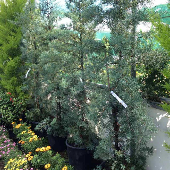 Cupressus arizonica 'Fastigiata' - Chiparos argintiu din Arizona [4]