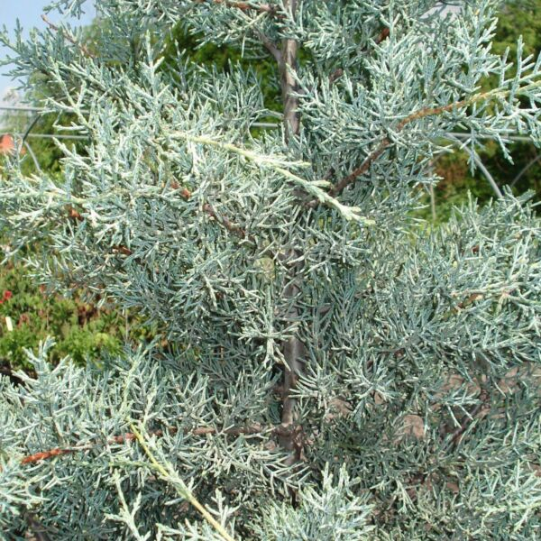 Cupressus arizonica 'Fastigiata' - Chiparos argintiu din Arizona [1]