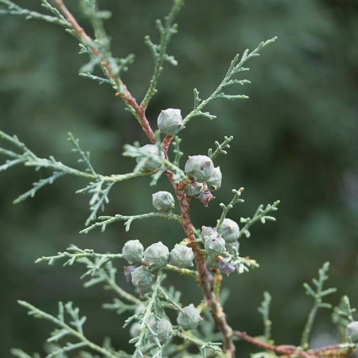 Cupressus arizonica 'Fastigiata' - Chiparos argintiu din Arizona [3]
