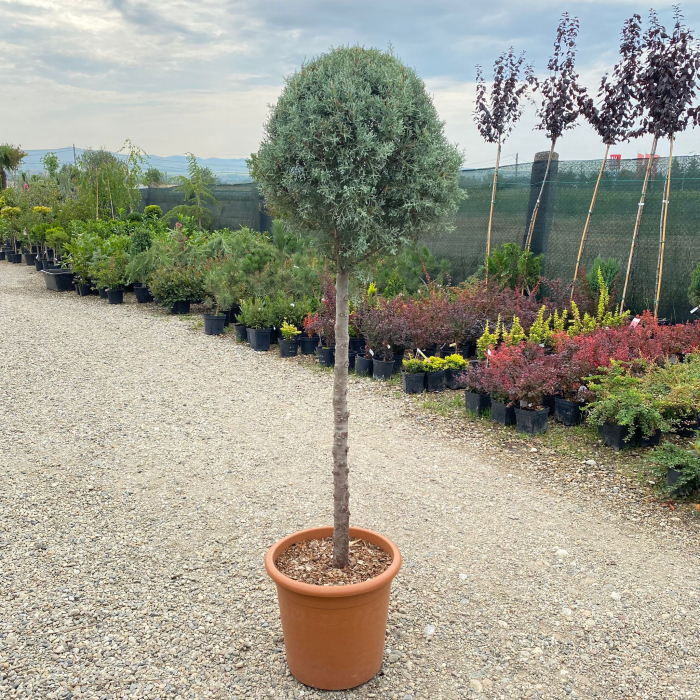 Cupressus arizonica 'Fastigiata'  mini alberetto - Chiparos argintiu din Arizona - altoit pe trunchi [5]