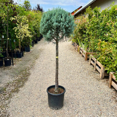 Cupressus arizonica 'Fastigiata'  mini alberetto - Chiparos argintiu din Arizona - altoit pe trunchi [4]