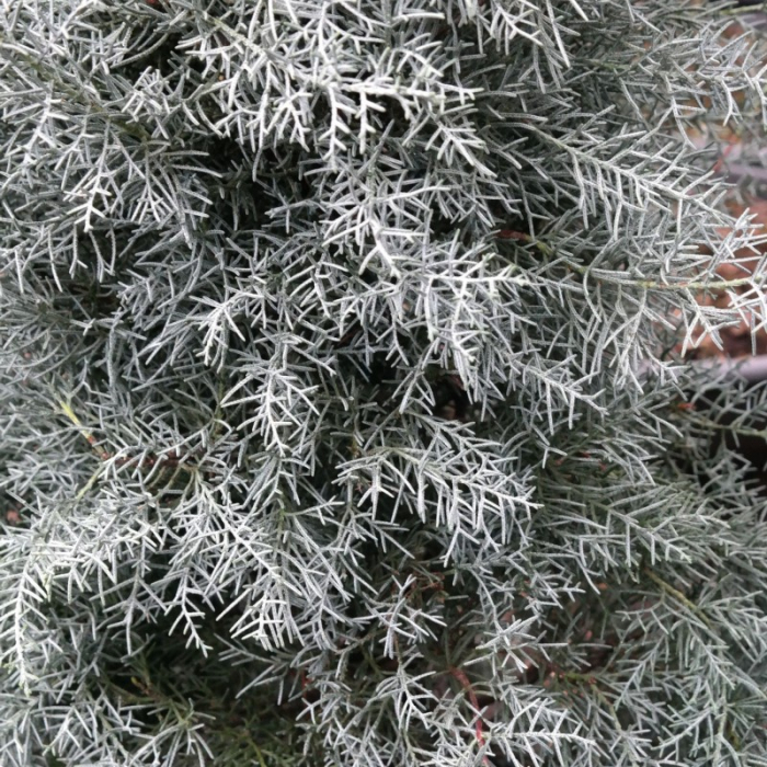 Cupressus arizonica 'Fastigiata'  mini alberetto - Chiparos argintiu din Arizona - altoit pe trunchi [2]