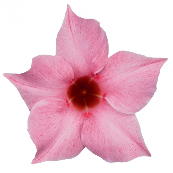 Dipladenia in varieta' -  Dipladenia in varieta [3]