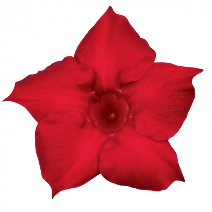 Dipladenia in varieta' -  Dipladenia in varieta [2]