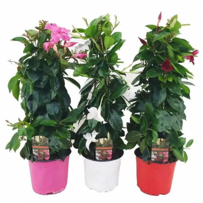 Dipladenia in varieta' -  Dipladenia in varieta [4]