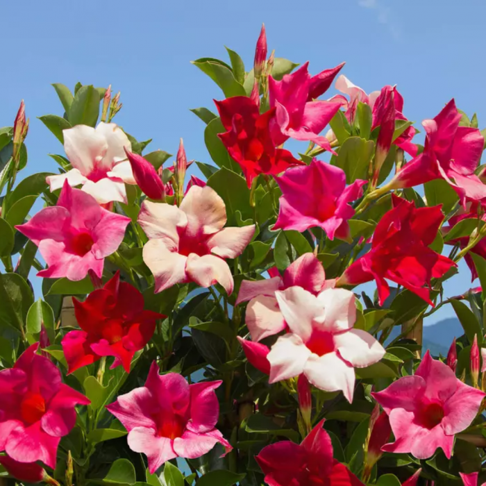 Dipladenia in varieta' -  Dipladenia in varieta [1]