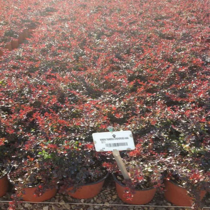 Berberis thunbergii 'Atropurpurea Nana' - Drăcilă pitică roșie [3]