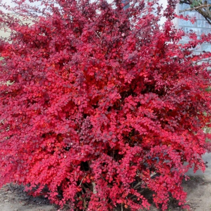 Berberis thunbergii 'Atropurpurea Nana' - Drăcilă pitică roșie [2]