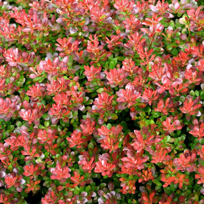 Berberis thunbergii 'Atropurpurea Nana' - Drăcilă pitică roșie [1]