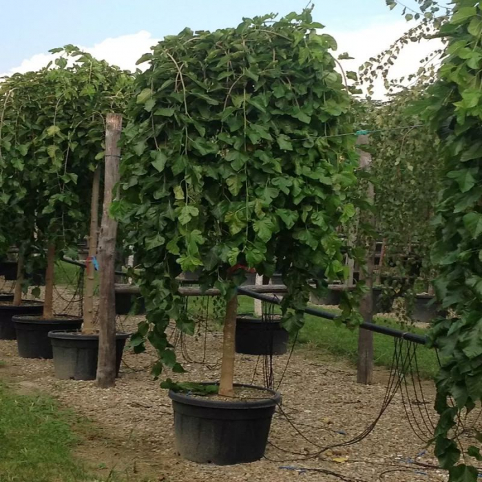 Morus alba 'Pendula' - alto fusto  - Dud alb pendular - altoit pe tulpină înaltă [2]