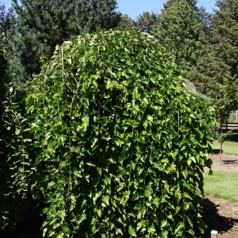 Morus alba 'Pendula' - alto fusto  - Dud alb pendular - altoit pe tulpină înaltă [1]
