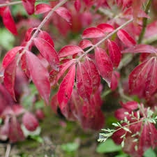 Euonymus alatus  - Salbă cu frunze înaripate [2]