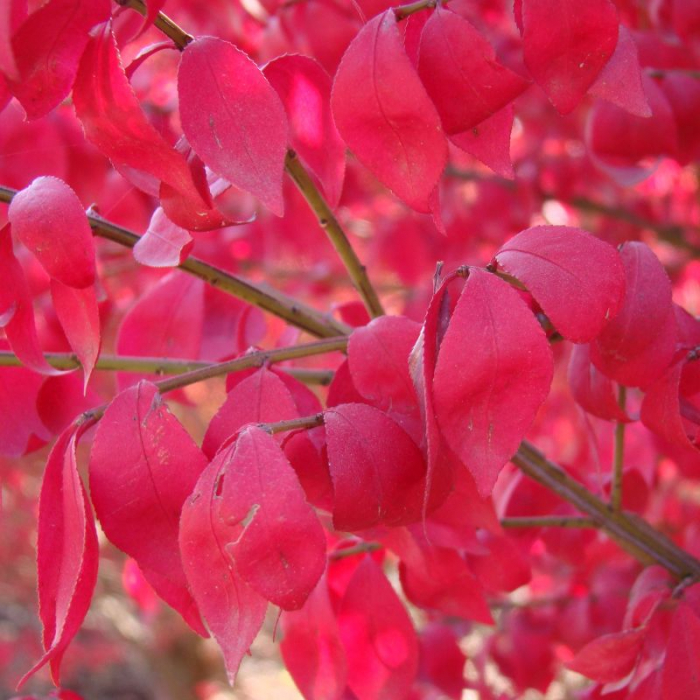 Euonymus alatus  - Salbă cu frunze înaripate [1]