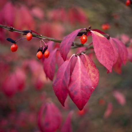 Euonymus alatus  - Salbă cu frunze înaripate [4]
