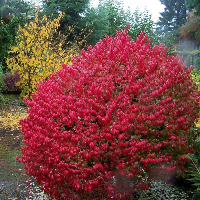 Euonymus alatus  - Salbă cu frunze înaripate [3]