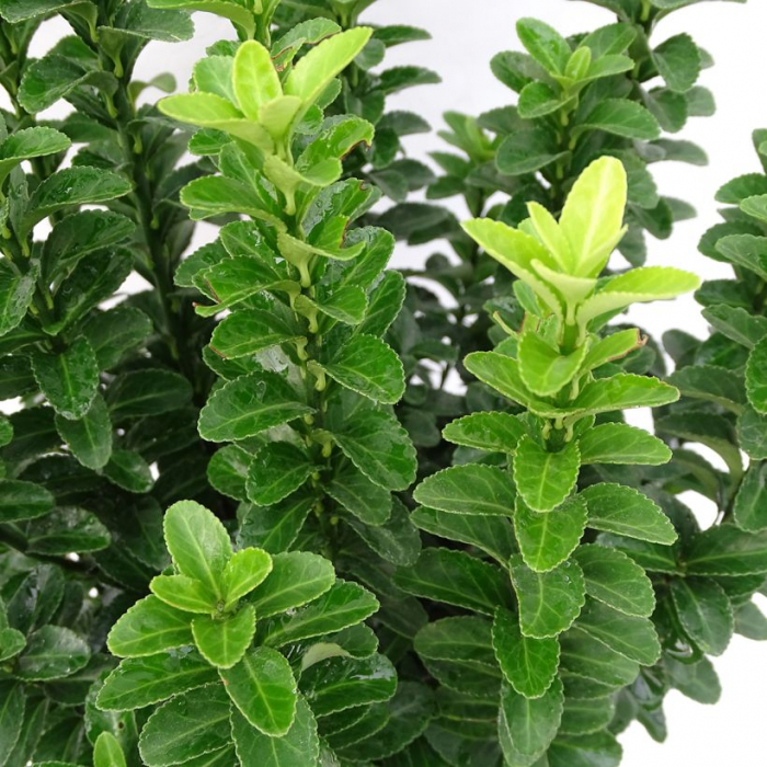 Euonymus japonicus 'Benkomasaki erecta' - Salbă japoneză [1]