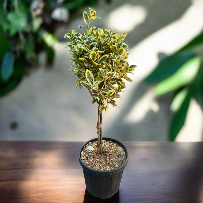 Euonymus japonicus 'Bravo' mezzo fusto - Salbă japoneză - Altoit pe trunchi [4]