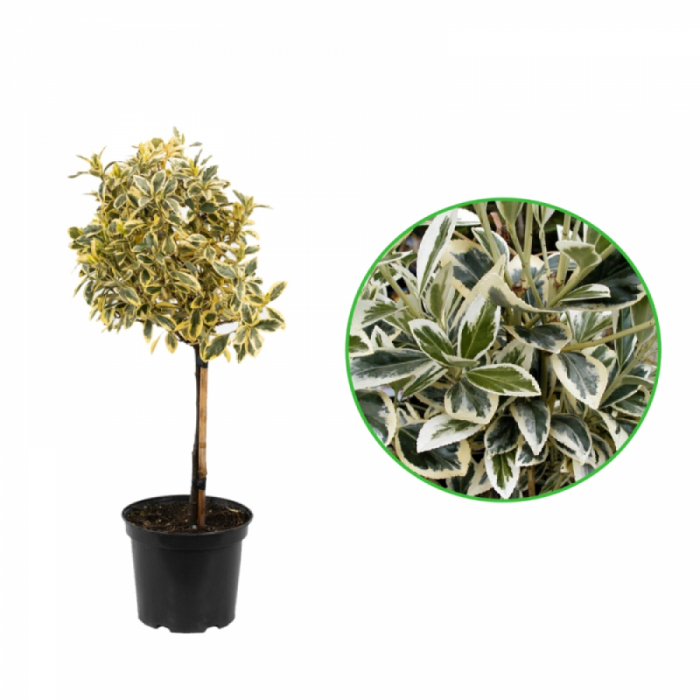 Euonymus japonicus 'Bravo' mezzo fusto - Salbă japoneză - Altoit pe trunchi [3]