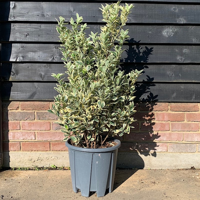 Euonymus japonicus 'Bravo' - Salbă japoneză [3]