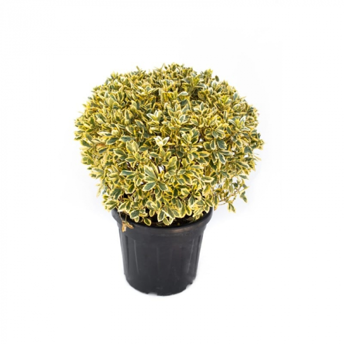 Euonymus japonicus 'Bravo' - Salbă Japoneză tip globular [2]