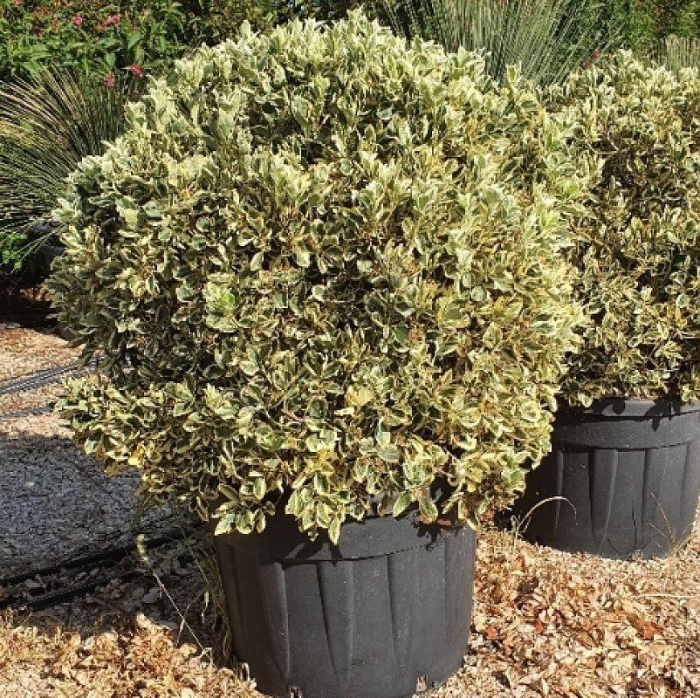 Euonymus japonicus 'Bravo' - Salbă Japoneză tip globular [2]
