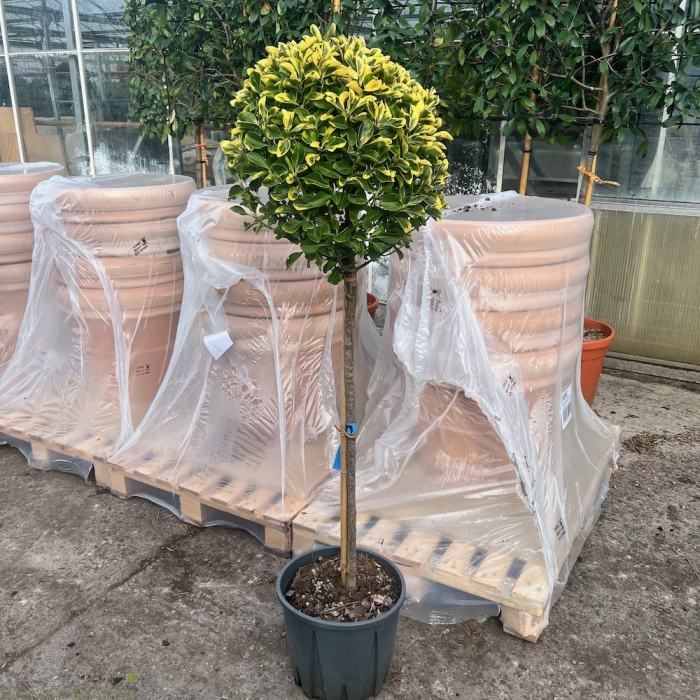 Euonymus japonicus 'Elegantissumus Aureus' mezzo fusto  - Salbă japoneză aurie - altoit pe trunchi [3]