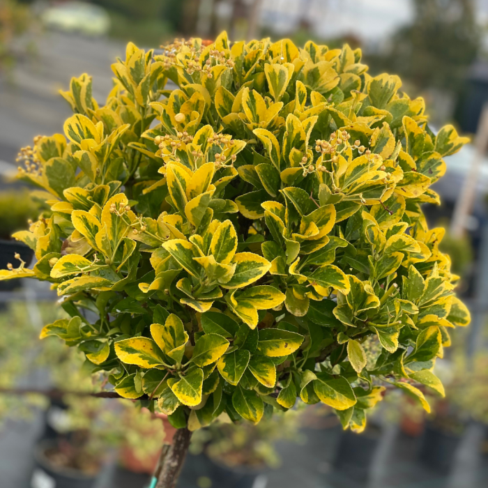 Euonymus japonicus 'Elegantissumus Aureus' mezzo fusto  - Salbă japoneză aurie - altoit pe trunchi [2]