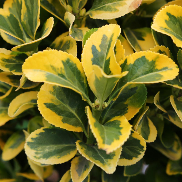 Euonymus japonicus 'Elegantissumus Aureus' mezzo fusto  - Salbă japoneză aurie - altoit pe trunchi [1]
