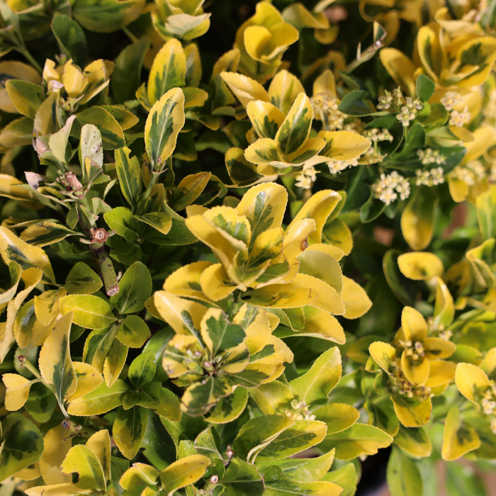 Euonymus japonicus 'Elegantissumus aureus palla' - Salbă japoneză aurie - globular [3]