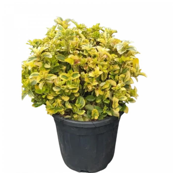 Euonymus japonicus 'Elegantissumus aureus palla' - Salbă japoneză aurie - globular [2]