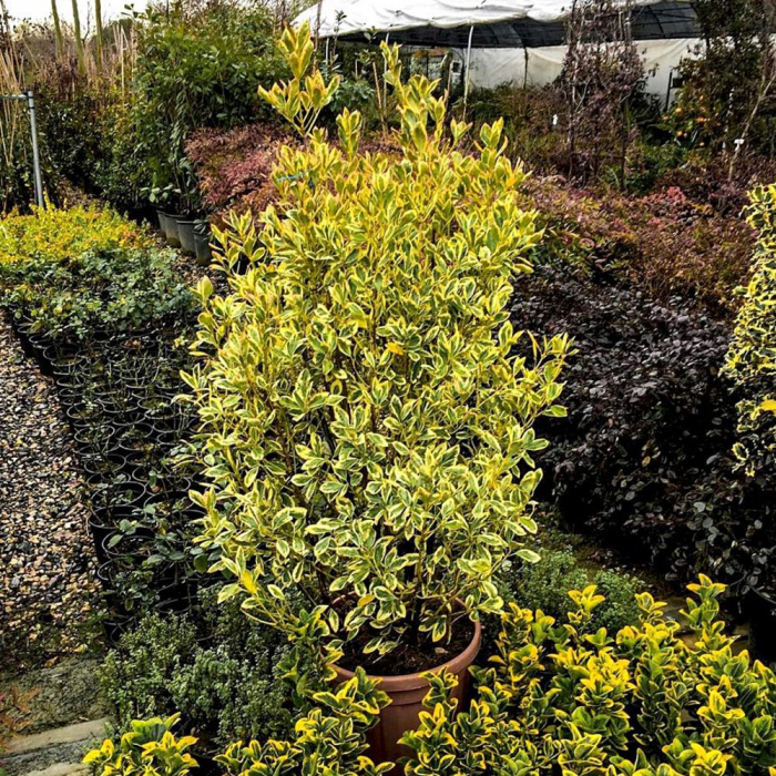 Euonymus japonicus  'Aureus'- Salbă japoneză auriu [2]