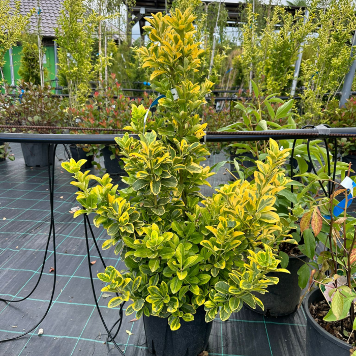 Euonymus japonicus  'Aureus'- Salbă japoneză auriu [3]