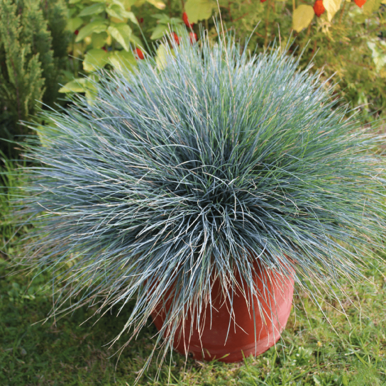 Festuca glauca - Iarbă albastră [3]