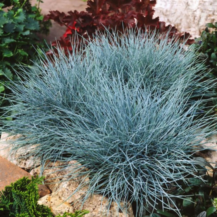 Festuca glauca - Iarbă albastră [2]