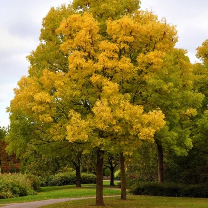 Fraxinus excelsior Zolla - alto fusto - Frasin european în balot - pe trunchi înalt [2]